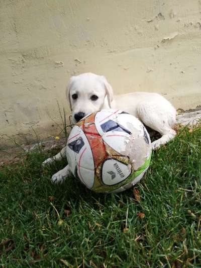 Wo sind meine Labrador Freunde-Beitrag-Bild