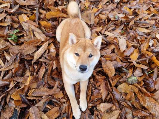 Hundetreffen-Spiel & Gassitreffen-Bild