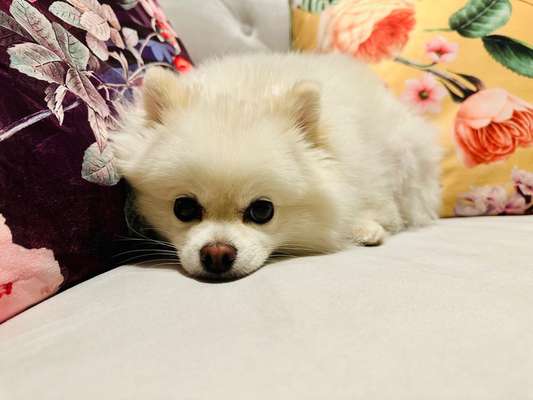 Hundetreffen-Spiel und Gassi Treff kleine Hunde-Bild