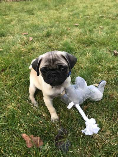 Die Dogorama Kalender Challenge 4/4-Beitrag-Bild