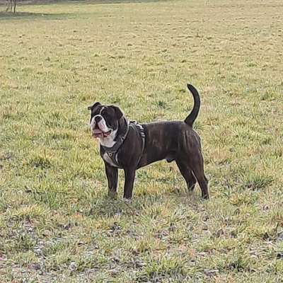 Hundetreffen-Suche Spielfreund-Bild