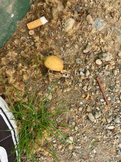 Giftköder-Minikartoffel mit Sicherheitsnadel-Bild