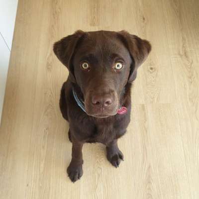 Hundetreffen-Spielfreunde, Gassipartner oder Trainingspartner gesucht:)-Bild