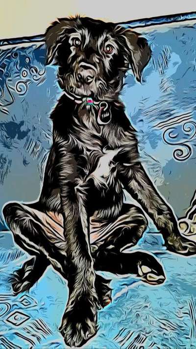 Fotochallenge 124 - Dein Comic-Hund-Beitrag-Bild