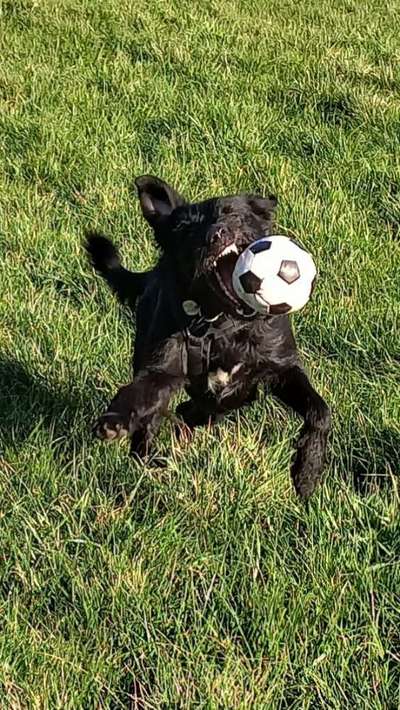 Hunde in Action-Beitrag-Bild