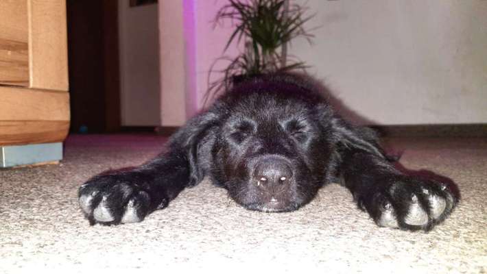 Zeige das lustigste Bild eures Hundis-Beitrag-Bild