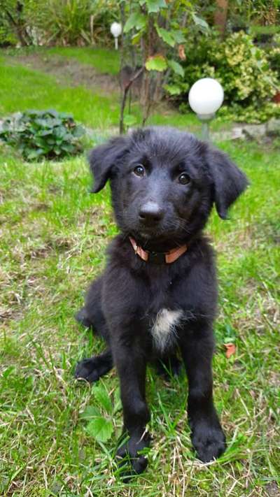 Welpen Bilder !-Beitrag-Bild