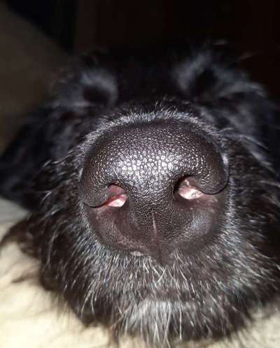 Zeigt her eure Hundenasen-Beitrag-Bild