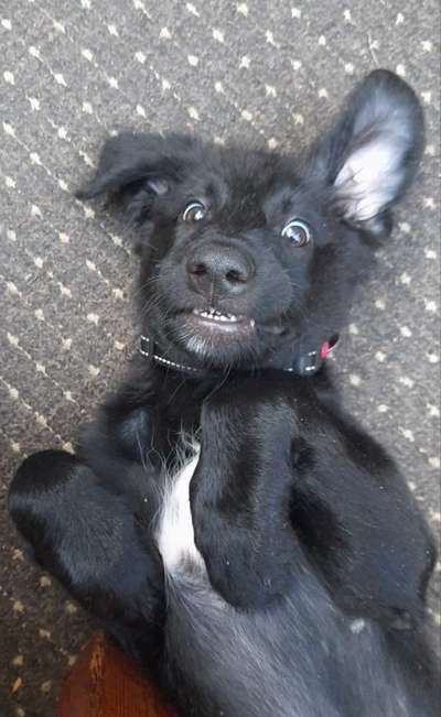 Zeige das lustigste Bild eures Hundis-Beitrag-Bild