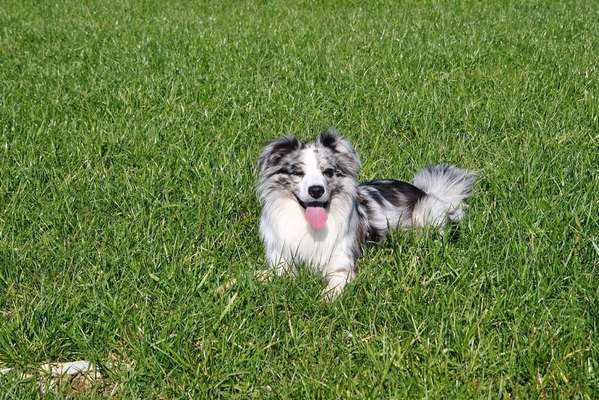 Agility in Paderborn-Beitrag-Bild