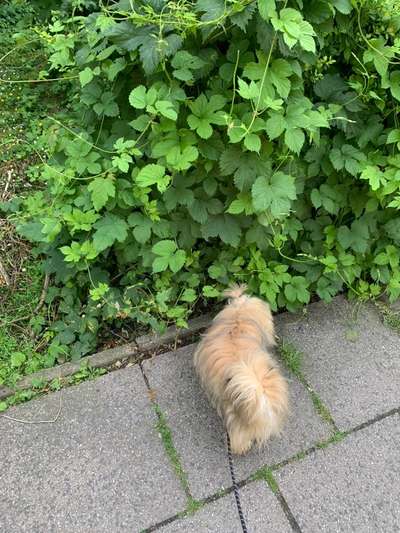 Hundetreffen-Hundegruppe-Bild