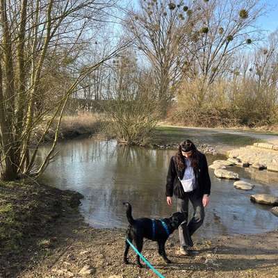 Hundetreffen-Spiel- und Trainingspartner*innen-Bild