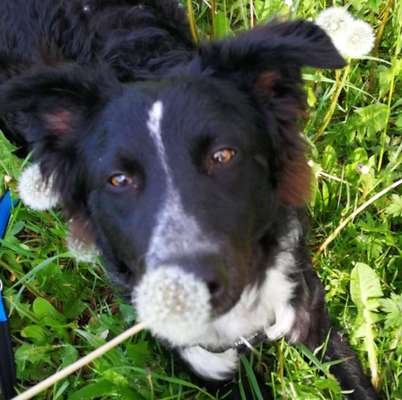 Dogorama Photo Challenge - Der Frühling kommt-Beitrag-Bild