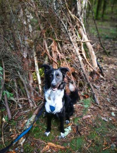 Wald Bild-Beitrag-Bild