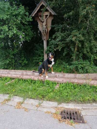 Entlebucher Sennenhund-Beitrag-Bild
