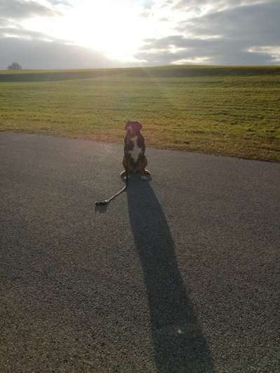 Entlebucher Sennenhund-Beitrag-Bild