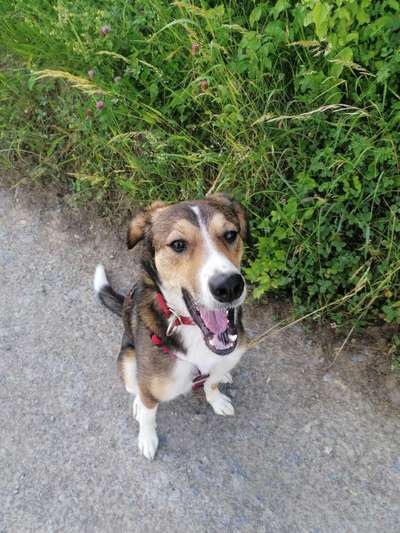 Dogorama Photo Challenge - Dein Hund beim Gähnen-Beitrag-Bild