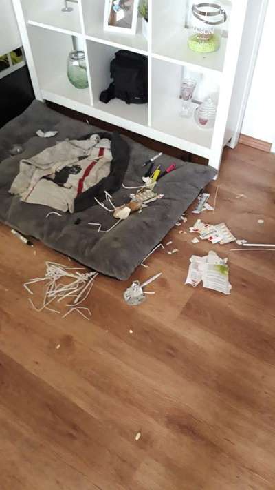 Zeig mir, dass du mit einem hund zusammenlebst....-Beitrag-Bild