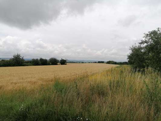 Die wunderschöne Welt mit Hund.-Beitrag-Bild