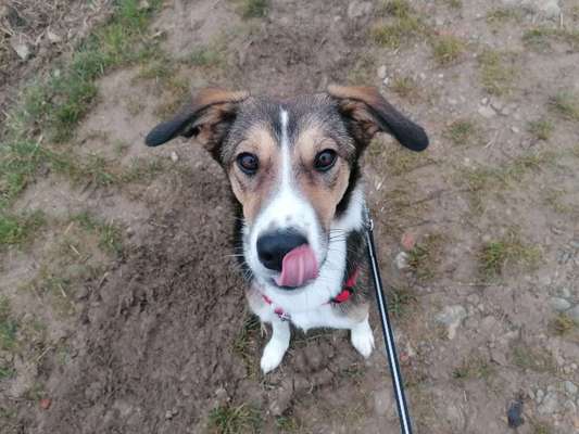 Fotochallenge Nr. 59 - Mein Hund zeigt die Zunge-Beitrag-Bild