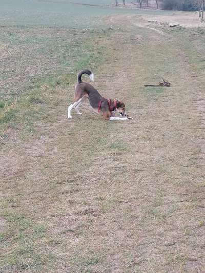 Dogorama Photo Challenge - Der Frühling kommt-Beitrag-Bild