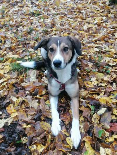 Dogorama Photo Challenge - Gassipause-Beitrag-Bild