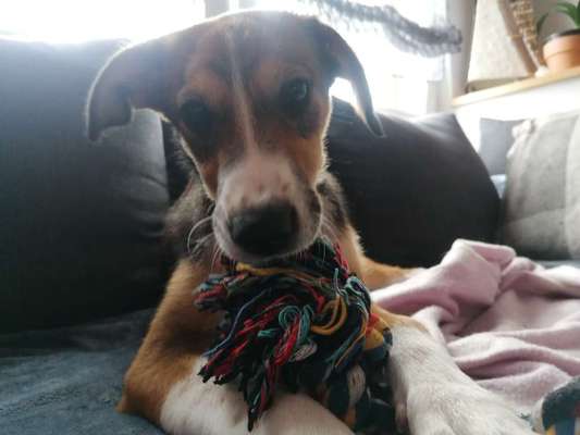 43. Fotochallenge-Zeigt mir eure Ball oder Frisbee verrueckten Hunde-Beitrag-Bild