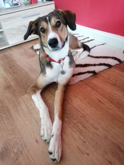 Mischlingshunde Foto Aufruf-Beitrag-Bild