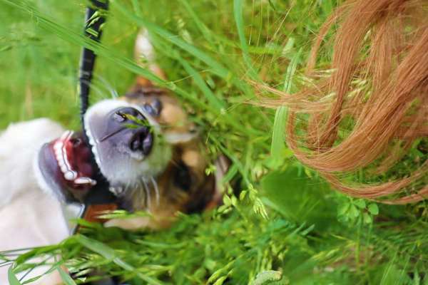 Zeige das lustigste Bild eures Hundis-Beitrag-Bild