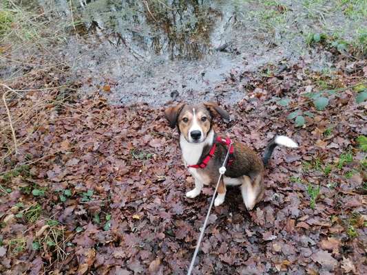 Immer der Nase nach - die schönsten Jagdhund-Bilder-Beitrag-Bild