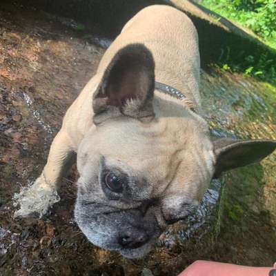 Französische Bulldoggen-Beitrag-Bild