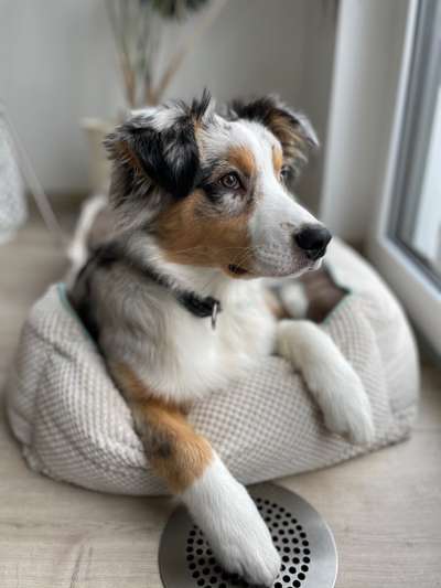 Wo sind die Aussies??-Beitrag-Bild