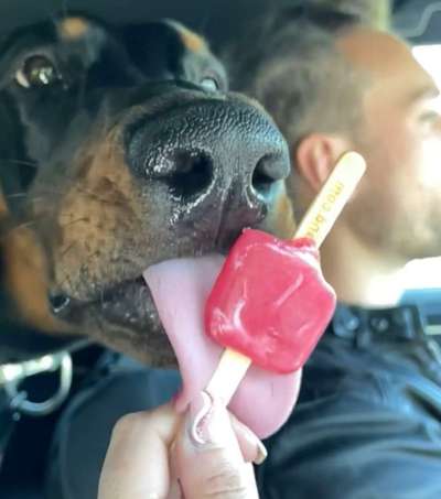 Dogorama Photo Challenge - TV Hund-Beitrag-Bild