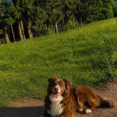 Hundetreffen-Gassirunde mit Freilauf-Bild