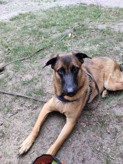 Mischlingshunde Foto Aufruf-Beitrag-Bild