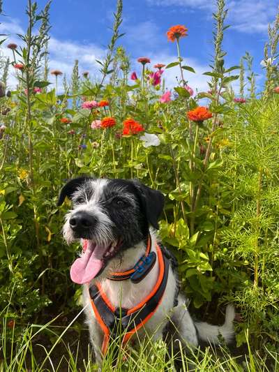 Hundetreffen-Hundetreffen-Bild