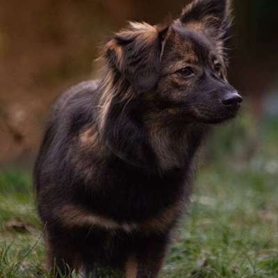 Hundetreffen-Spielkameraden und Spazierpartner gesucht-Bild