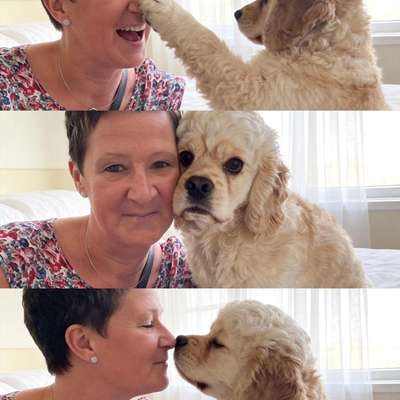 Hundetreffen-Spielen mit anderen tollen Hunden-Bild