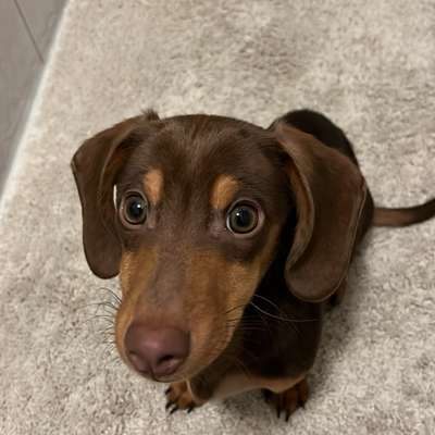 Hundetreffen-Dackel Treffen-Bild