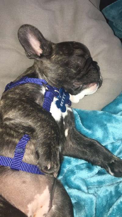 Welpen Bilder !-Beitrag-Bild