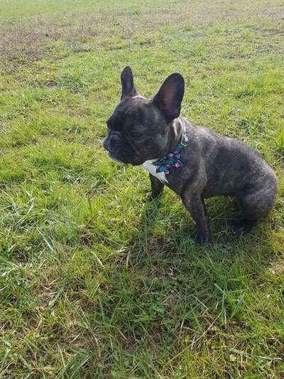 Zeigt her eure Frenchi-Beitrag-Bild