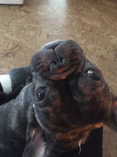 CHALLENGE NR. 19 - Der Hundeblick-Beitrag-Bild