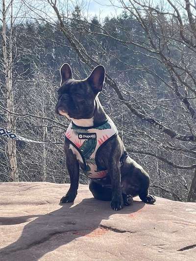 Zeigt her eure Frenchi-Beitrag-Bild