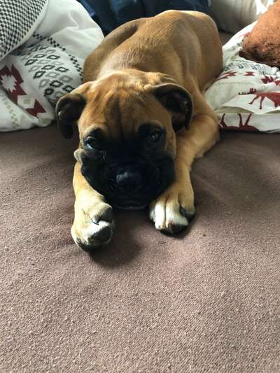 Deutsche Boxer-Beitrag-Bild