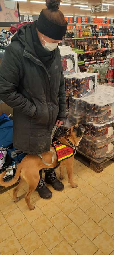 Assistenzhund-Beitrag-Bild