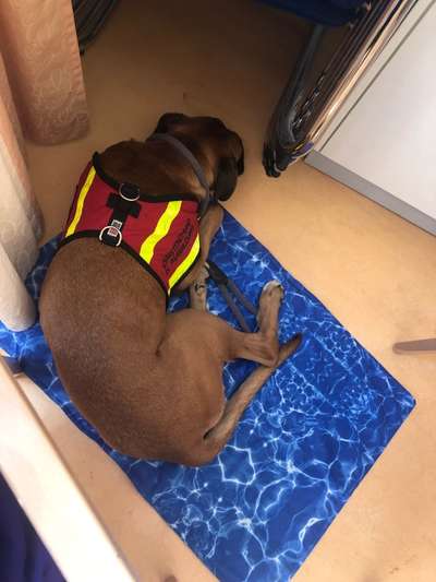 Assistenzhund-Beitrag-Bild