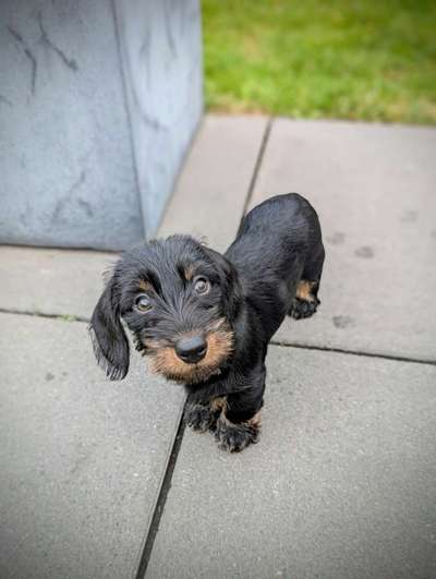 Nicht ganz alltägliche Hundenamen.
Wie kreativ wart ihr?-Beitrag-Bild