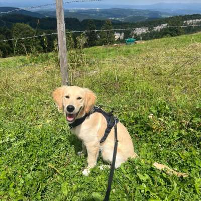 Hundetreffen-gemeinsames Spazieren-Bild