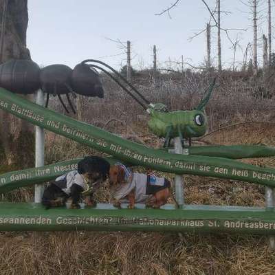 aktuelles Foto Gruppe Reisen mit Hund