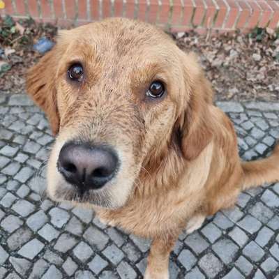 Hundetreffen-Junghundtreffen Grunewald-Bild